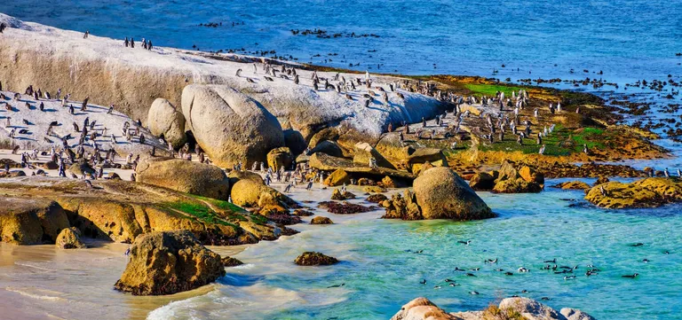African penguins on the sand at Boulders Beach near Simon's Town, Cape Peninsula