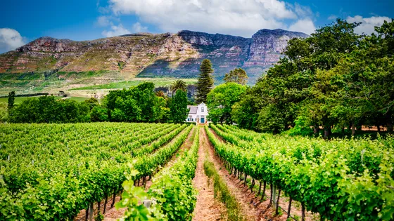 Vineyard rows in the Cape Winelands