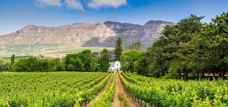 Vine rows leading to the Cape Dutch farmstead at Buitenverwachting, Constantia Valley