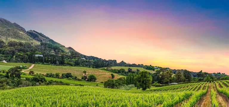Vineyards of the Constantia Valley with mountains rising behind, Cape Town