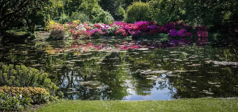 Pond fringed with pink and magenta azaleas