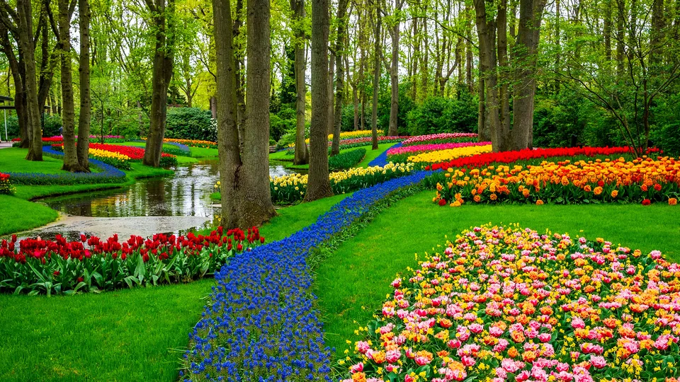 Keukenhof, Netherlands: A Complete Guide to the Garden of Europe