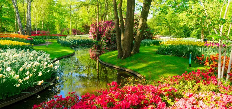White daffodils and red azaleas along a stream winding through Keukenhof Gardens