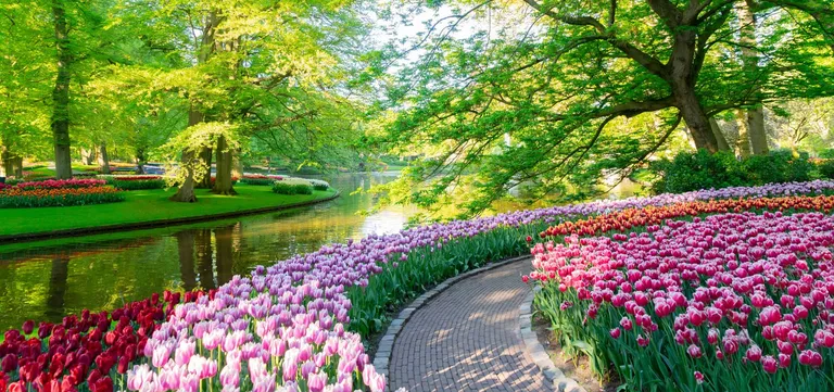 A brick path curving between pink and purple tulip beds beside the water at Keukenhof