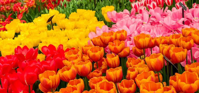 Massed red, yellow, orange and pink tulips in a labelled display bed at Keukenhof