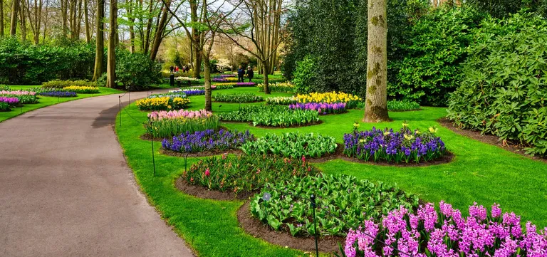 Curving beds of pink and purple hyacinths beside a garden path at Keukenhof