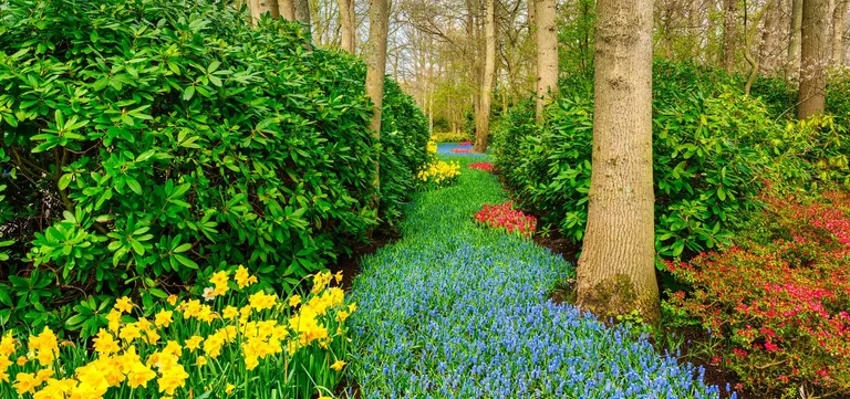 A river of blue grape hyacinths winding between daffodils and azaleas in Keukenhof's woodland