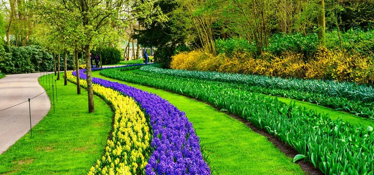 Ribbons of yellow and purple hyacinths curving beside a tree-lined path at Keukenhof