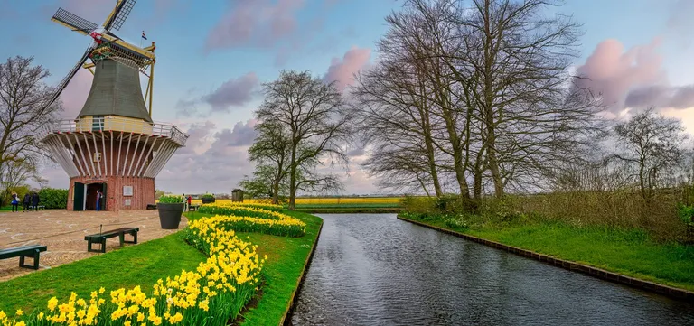 The historic windmill at Keukenhof beside the canal, with daffodils in front and bulb fields beyond