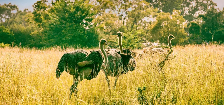 Ostriches grazing in tall golden grass on a farm near Oudtshoorn, the ostrich capital of South Africa