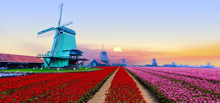 Rows of red and pink tulips in front of Dutch windmills at sunset in the Netherlands